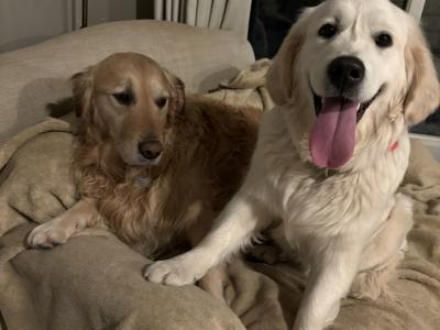 Pedigree Golden Retriever Puppies (IKC PENDING)