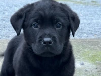 Labrador x rottie puppies