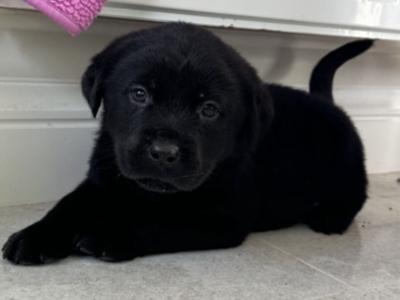 Labrador x rottie puppies