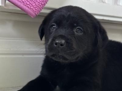 Labrador x rottie puppies