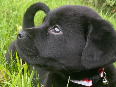 Labrador x rottie puppies