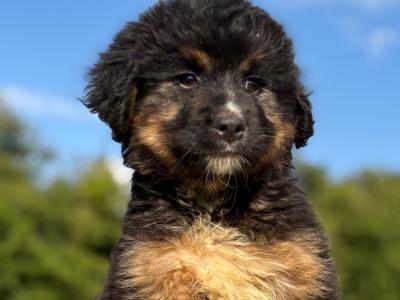 ️🐶 Austrailian Shepherd x puppies in Limerick 🐶❤️