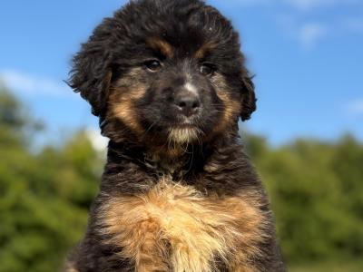 ️🐶 Austrailian Shepherd x Poodle puppies in Limerick 🐶❤️