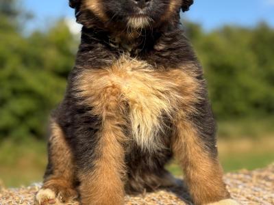 ❤️🐶  Austrailian Shepherd X puppies in Limerick 🐶❤️