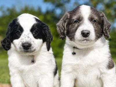 ❤️🐶  Austrailian Shepherd X puppies in Limerick 🐶❤️