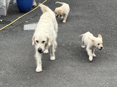 Male Golden Retriever puppy, One puppy left in the Litter in Louth