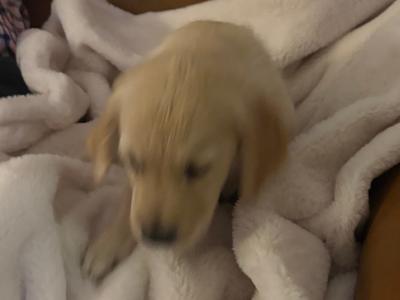 Male Golden Retriever puppy, One puppy left in the Litter in Louth
