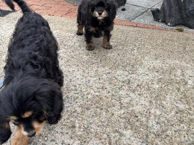 Unique Black and Tan Cavapoo puppies in Longford