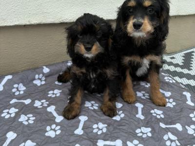 Unique Black and Tan Cavapoo puppies in Longford
