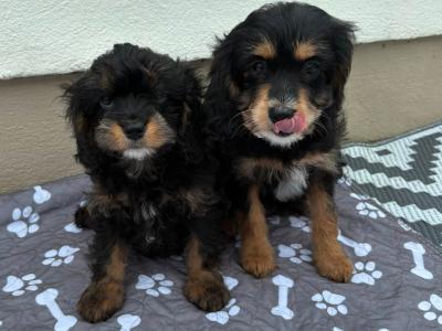Unique Black and Tan Cavapoo puppies in Longford