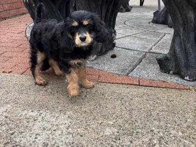 Unique Black and Tan Cavapoo puppies in Longford