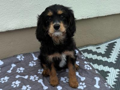 Unique Black and Tan Cavapoo puppies in Longford