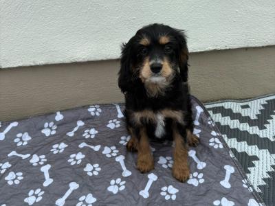 Unique Black and Tan Cavapoo puppies in Longford
