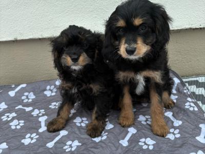 Unique Black and Tan Cavapoo puppies in Longford