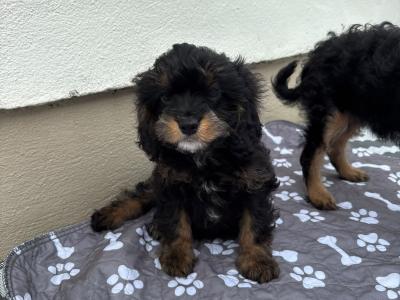 Unique Black and Tan Cavapoo puppies in Longford