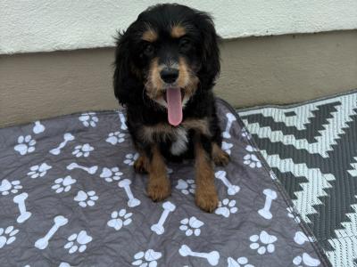 Unique Black and Tan Cavapoo puppies in Longford