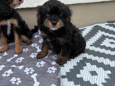 Unique Black and Tan Cavapoo puppies in Longford
