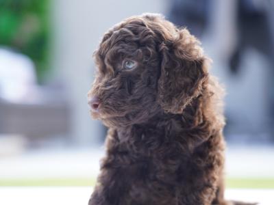 IKC Registered Toy Poodle puppies in Meath ( one remaining)