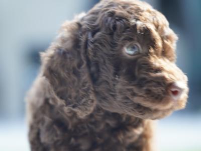 IKC Registered Toy Poodle puppies in Meath ( one remaining)