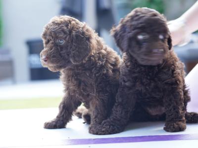 IKC Registered Toy Poodle puppies in Meath ( one remaining)