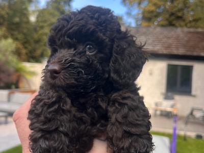 IKC Registered Toy Poodle puppies in Meath ( one remaining)