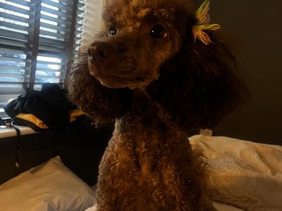 IKC Registered Toy Poodle puppies in Meath ( one remaining)