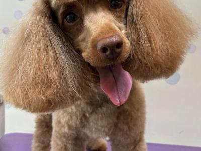 IKC Registered Toy Poodle puppies in Meath ( one remaining)