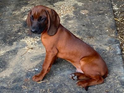 Female Bavarian Mountain Hound puppy for sale in Donegal