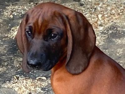 Female Bavarian Mountain Hound puppy for sale in Donegal