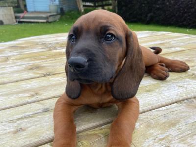 Female Bavarian Mountain Hound puppy for sale in Donegal