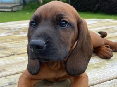 Female Bavarian Mountain Hound puppy for sale in Donegal
