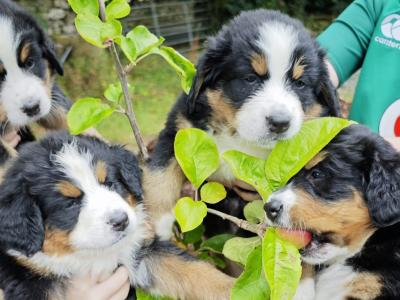 Purebred Bernese Mountain Dog puppies:  Family Reared in Galway