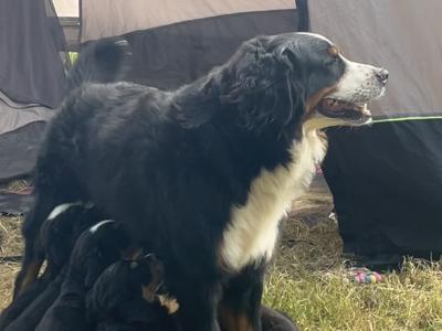 Purebred Bernese Mountain Dog puppies:  Family Reared in Galway