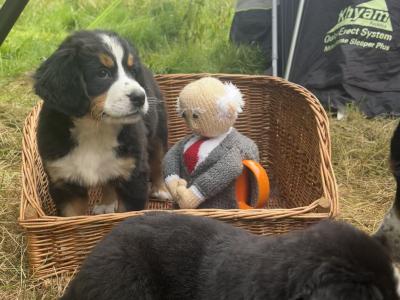 Purebred Bernese Mountain Dog puppies:  Family Reared in Galway