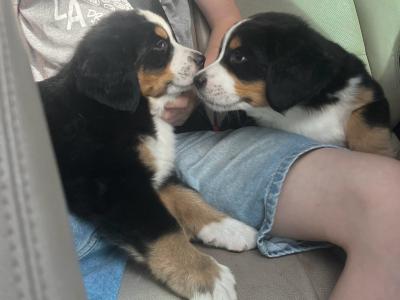 Purebred Bernese Mountain Dog puppies:  Family Reared in Galway