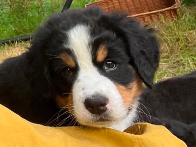 Purebred Bernese Mountain Dog puppies:  Family Reared in Galway