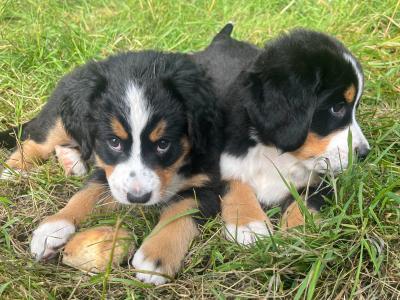 Purebred Bernese Mountain Dog puppies:  Family Reared in Galway