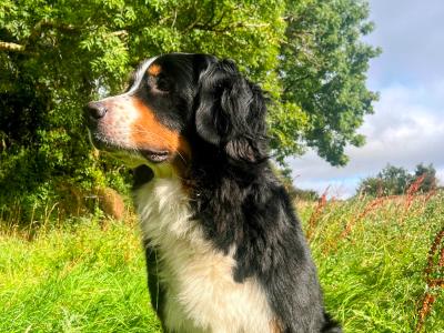 Purebred Bernese Mountain Dog puppies:  Family Reared in Galway