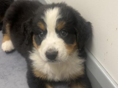 Purebred Bernese Mountain Dog puppies:  Family Reared in Galway