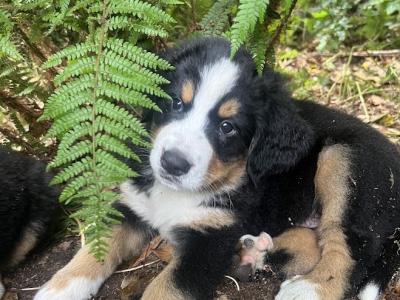 Purebred Bernese Mountain Dog puppies:  Family Reared in Galway