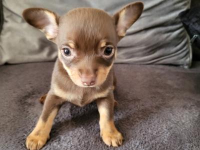 Two Tiny male Chihuahuas available from 22/08/2026