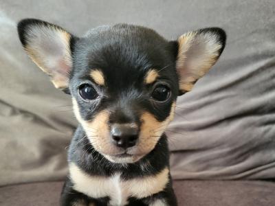 Two Tiny male Chihuahuas available from 22/08/2026