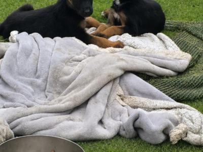 German Shepherd puppies in Kildare