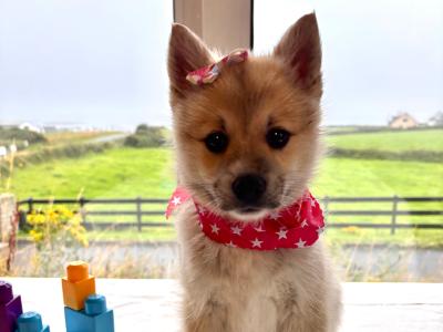 Pomsky puppies in Donegal
