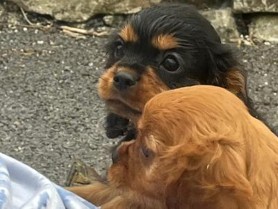2 Cavalier King Charles puppies in Galway