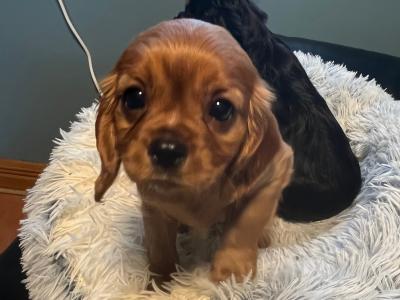 2 Cavalier King Charles puppies in Galway