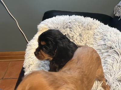 2 Cavalier King Charles puppies in Galway