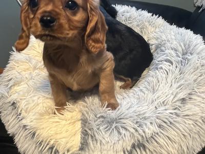 2 Cavalier King Charles puppies in Galway
