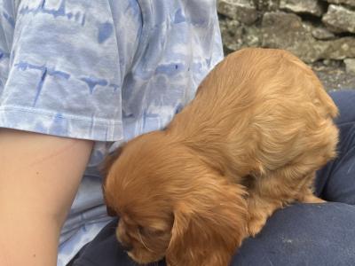 2 Cavalier King Charles puppies in Galway