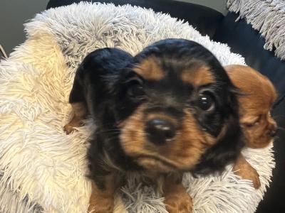 2 Cavalier King Charles puppies in Galway